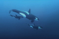   Orcinus orcaKiller whaleNorwayCanon 5D MarkIII 24mm lens F2.81250ISO1600. orca/Killer orca Killer whale/Norway/Canon whale Norway Canon F2.8,1/250,ISO1600. F28,1/250,ISO1600 F2 8,1/250,ISO1600 F2.8,1250,ISO1600. F2.8,1 250,ISO1600.  